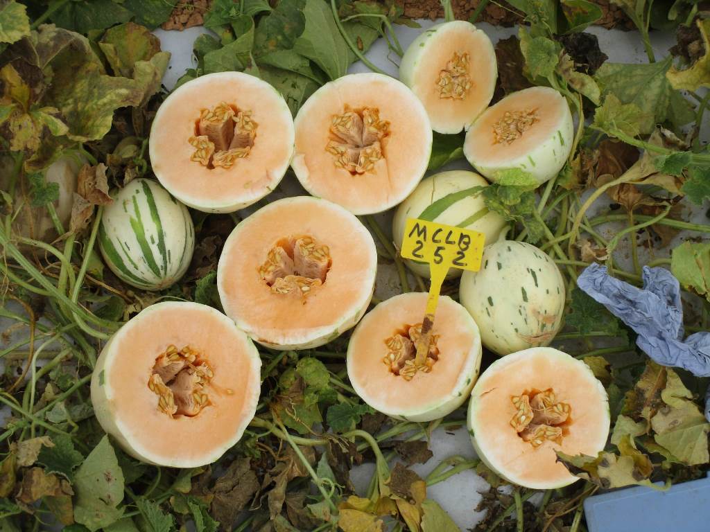 Melon 56-2625 Dalmata WIS white with green spots orange flesh